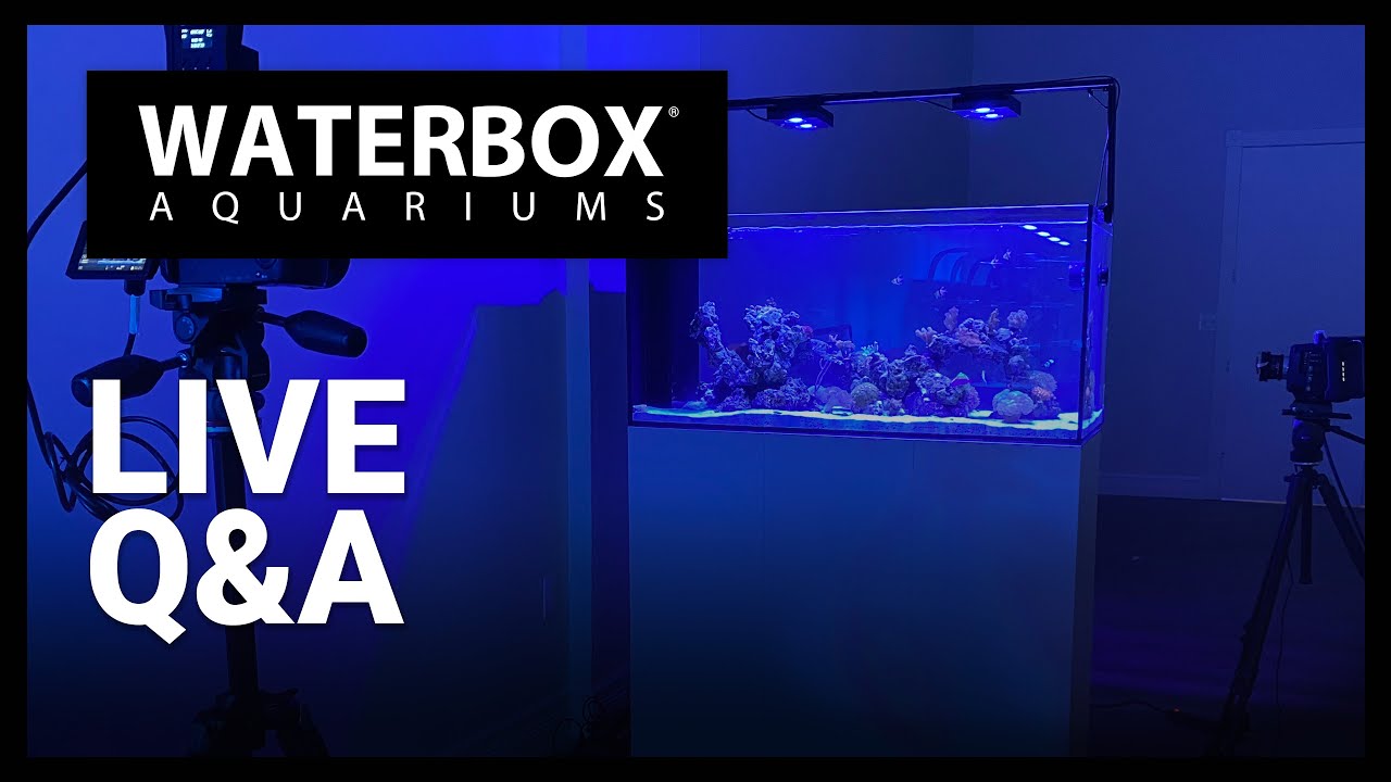 Enjoying the View of the Waterbox PENINSULA 4820, Aquacultured by ORA