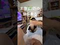 【元気です】ジャンくんとポンちゃんが同時にお腹に乗ってくる　#ジャンポン #保護猫 #猫のいる生活