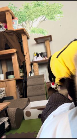 【元氣です】ジャンくんとポンちゃんが同時にお腹に乘ってくる #ジャンポン #保護猫 #猫のいる生活