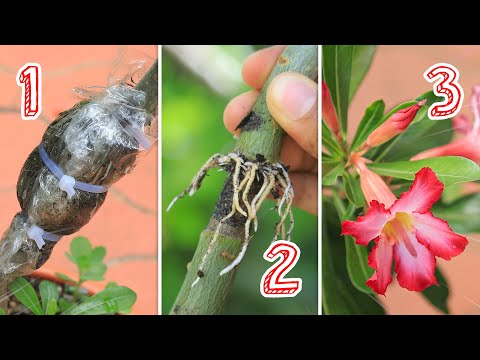 Video: Cultivo de una rosa del desierto: Propagación de semillas de rosa del desierto e instrucciones de propagación de esquejes