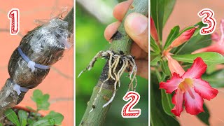 How to Propagate DESERT ROSE and Make it BLOOM INSTANTLY ✅| Adenium from Cuttings