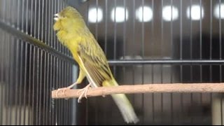 Suara Kenari Nembak Panjang, Untuk Masteran Dan Pancingan Kenari Juara