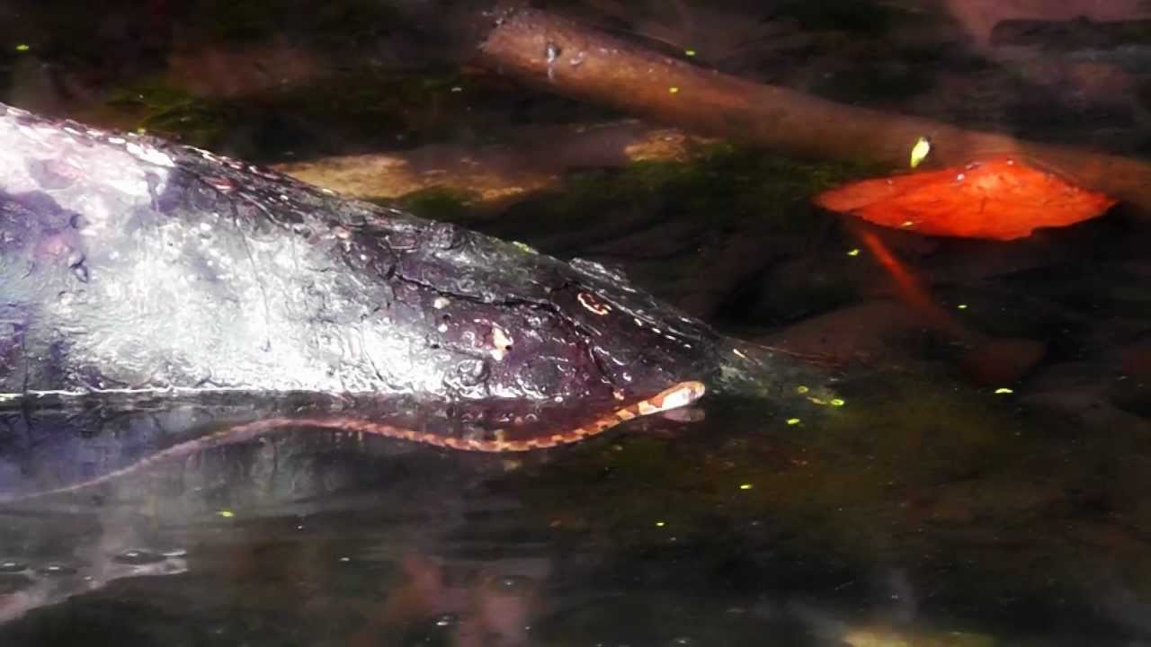 Amid Nature Young Midland Water Snake, Non Venomous Watersnake YouTube