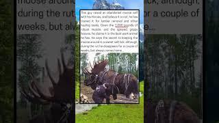 This Moose Calf Was Raised By Horses And Now Works Hauling Logs.