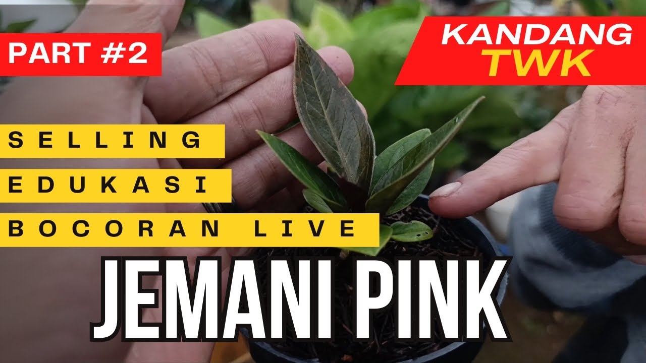 JEMANI PINK ala Kandang TWK