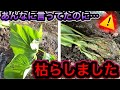 【緊急】さつまいもが枯れた…やらかしました…。