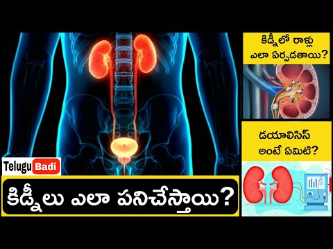 How Kidneys Works