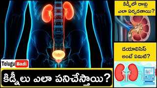 How Kidneys Works in Telugu | Urinary System Explained In Telugu | Kidney Stones | Telugu Badi