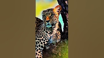 Leopard Chilling on a Tree Branch 🐆🌳 | Peaceful Wild Moment #nature #viralvideo #shorts