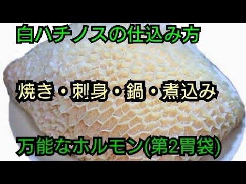ハチノス ハチノスの下処理 焼肉屋の裏側 仕込み 焼肉 ハチノス 仕込み Youtube