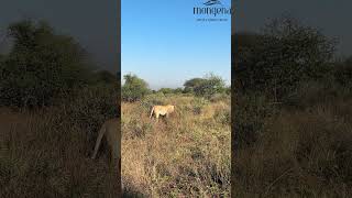 Lions kill warthog. NOT FOR SENSITIVE VIEWERS