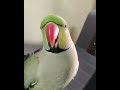Tamil Talking Parrots Parrots Talking Funny Videos 