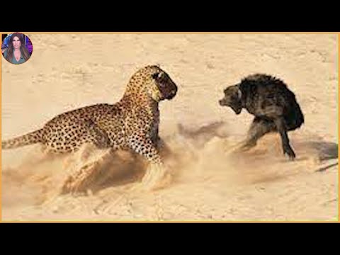 15 Moments When Leopards Brutally Attack Other Animals. #Part1 | Pets House