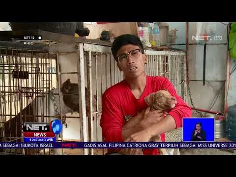 Mengenal Anjing Pitbul Lebih Dekat -NET 12
