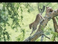 A Leopard's Story - National Geographic