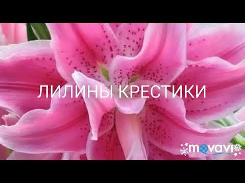 Вышивка крестом схемы шкатулки