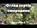 Огляд смородини сорти Ювілейна копаня Ебоні Тінес Тісель Бен Хопп Бен Трон Бен Сарек Гоферт 
