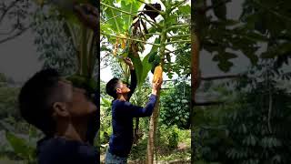 Makan Buah Buahan Segar Langsung Dari Pohonnya Di Kebun