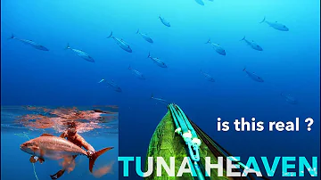 Is this the BEST TUNA FISHING ever ? spearfishing Dogtooth Tunas in Indonesia