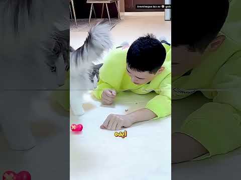كيف أثبت الكلب في تجربة أنه أكثر وفاءا من القطة