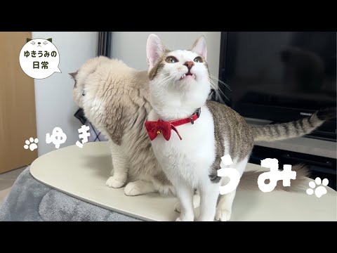 普段怒らない子猫の静かな怒りが怖過ぎました・・・【ラグドール・キジシロ】