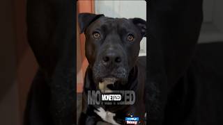 This Creator NEEDS Monetized 💰#shorts #viral #trending #funny #love