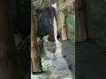 🦧 orangutan