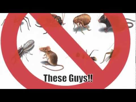 pest-control-bakersfield---advanced-pest-control-in-bakersfield-ca