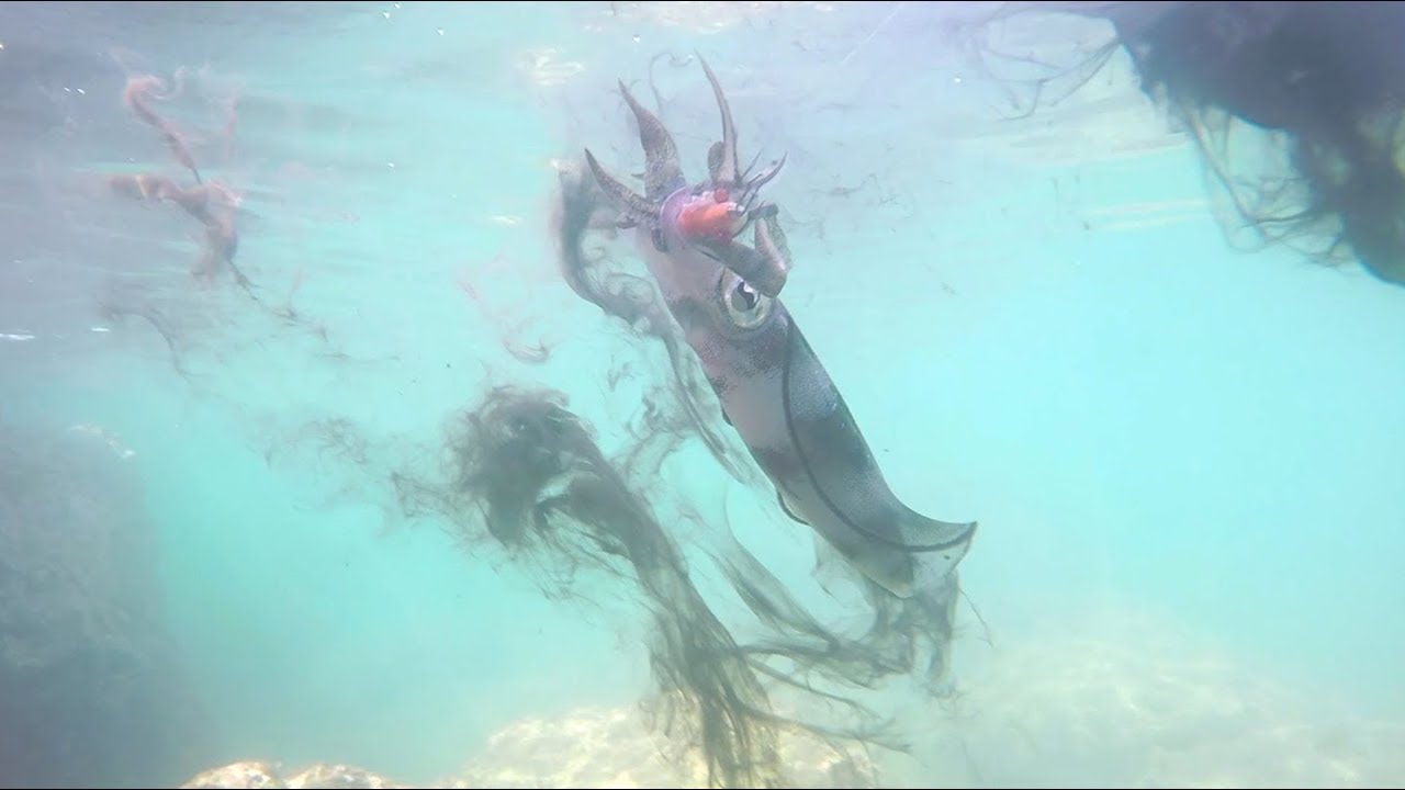 Squid Fishing - With Underwater Footage [EP5]