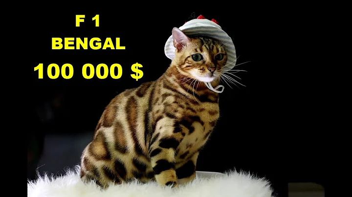 Video 590791: bengal cat breed, breed facts