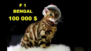Bengal cat video everything you need to know before purchasing this breed by Cats MeWow 149 views 3 years ago 7 minutes, 49 seconds