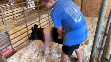 How to Train Your Showpig