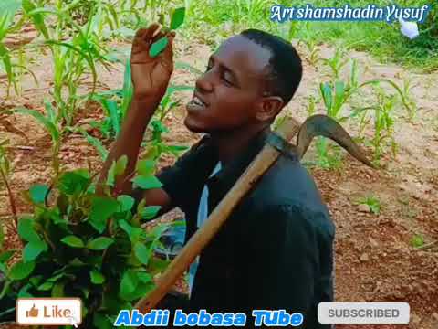 Art Shamshadin Yusuf Arkachuu Dadesanii Video Oromo Music
