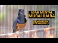 MURAI ISIAN SUPER MEWAH EFEKTIF bikin GACOR MURAI BATU JADI BONGKAR ISIAN