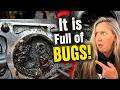 Infestation! Customers Mower Was FULL Of Bugs! Will It Run?