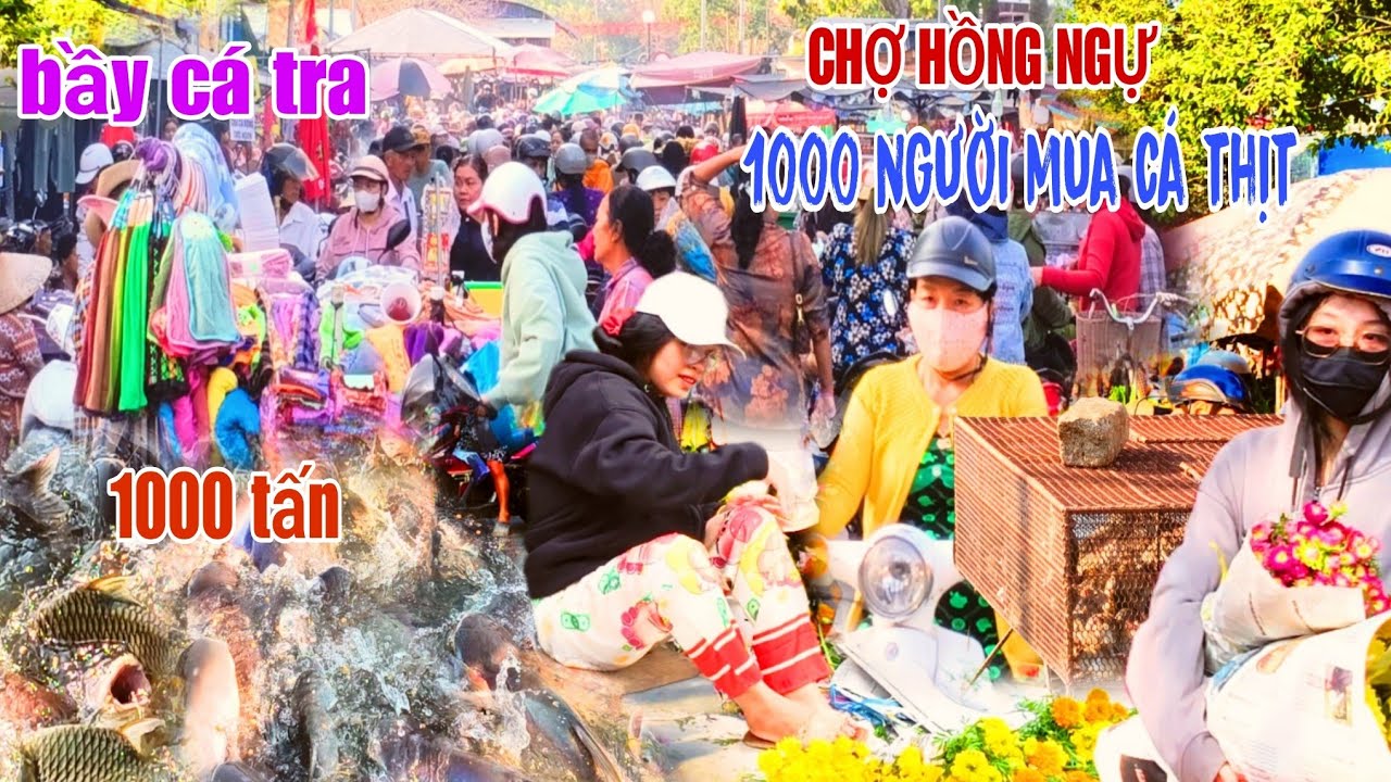 KHỦNG KHIẾP CHỢ HỒNG NGỰ, THU HÚT 1000 NGƯỜI xứ nghệ bình dương mua cá thịt bầy cá tra 1000 tấn 