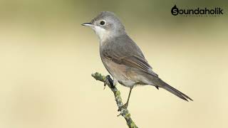 Sound of Birds: Lesser Whitethroat / Braamsluiper / Curruca curruca (low noise audio)