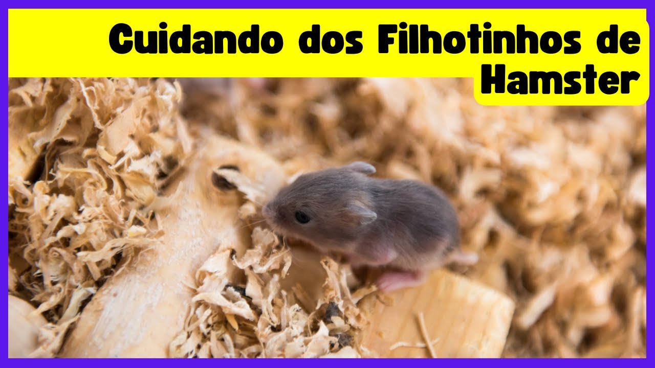 Cuidando dos Filhotinhos de Hamster Guia Completo para uma Experiência  Adorável! - YouTube, image size:1280x720