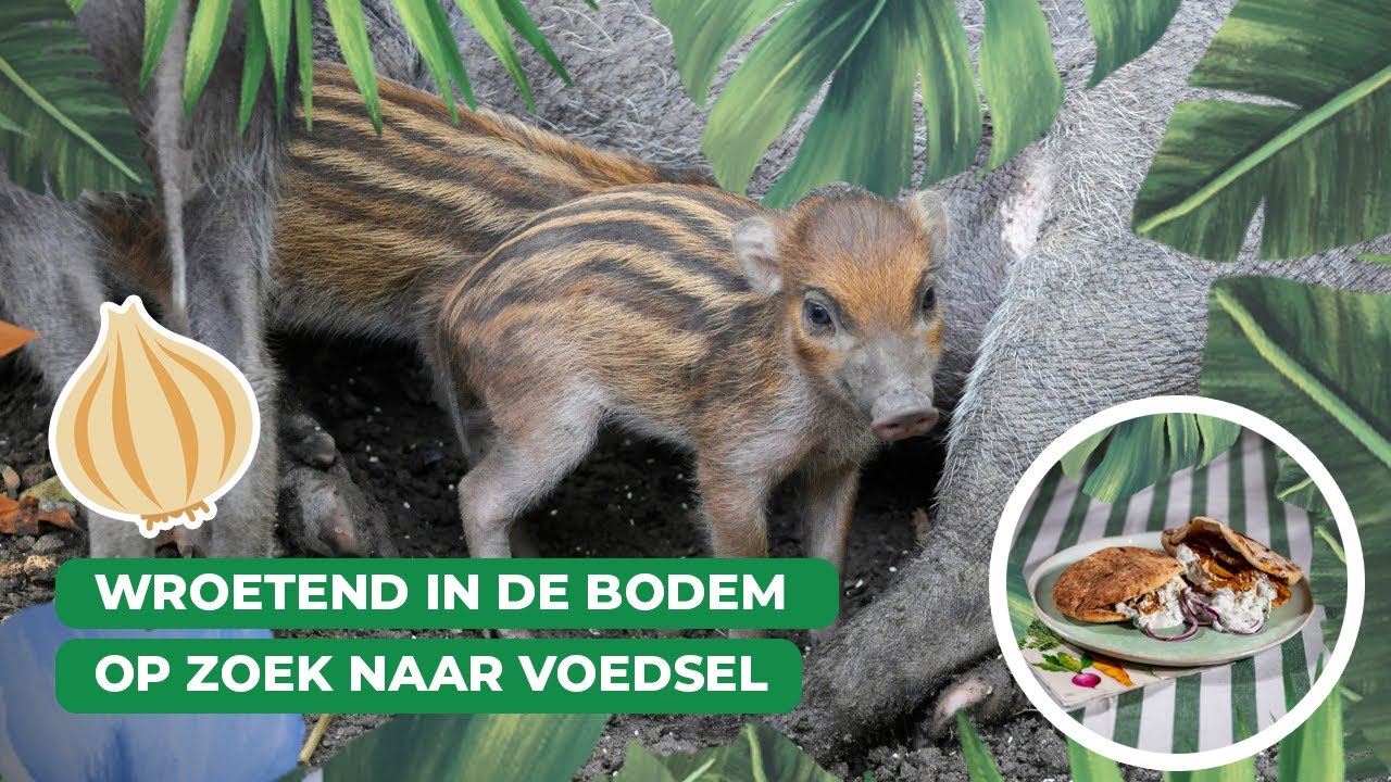 Een modderige Meet & Greet in Blijdorp | Keuken Blijdorp 🥕🥙