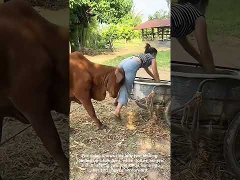 Friendly Cow Gives