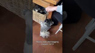 Spaghetti Spud #pekingese #begging #dogmeme
