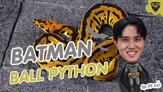 ยีนส์ BATMAN หน้าตายังไง l Reality Ball Python  EP.99