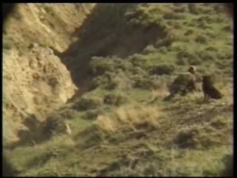 Hunting coyotes with dogs