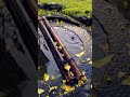 落ちた銀杏が神秘的な京都の神社 #shorts