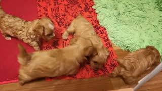 Золотые йорки щенки голддаст йорки рожд 11.09.23г.Golddust york puppy.
