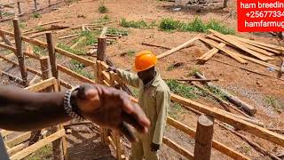 how to build a raised goats house  if its your choice  by hamiisi semanda  +256773343283