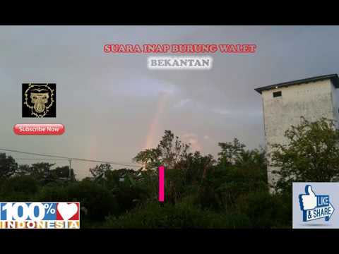 suara-inap-burung-walet-bekantan