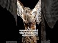 #motivational #eagle attitude status//