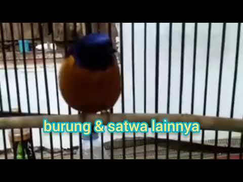 The Rufous-bellied Niltava