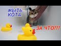 Как помыть кошку 🐱 Можно ли часто использовать шампунь от блох